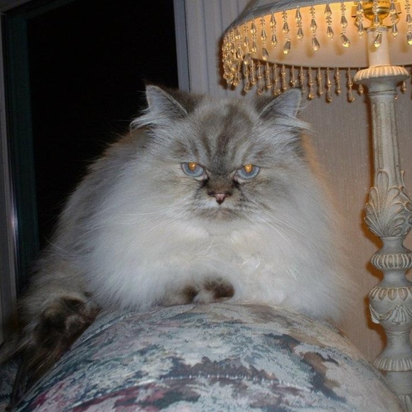 Meet your Posher, Katie - Picture 1 of 1